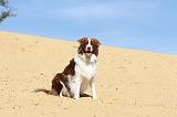 BORDER COLLIE 081